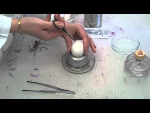 how to isolate brucella