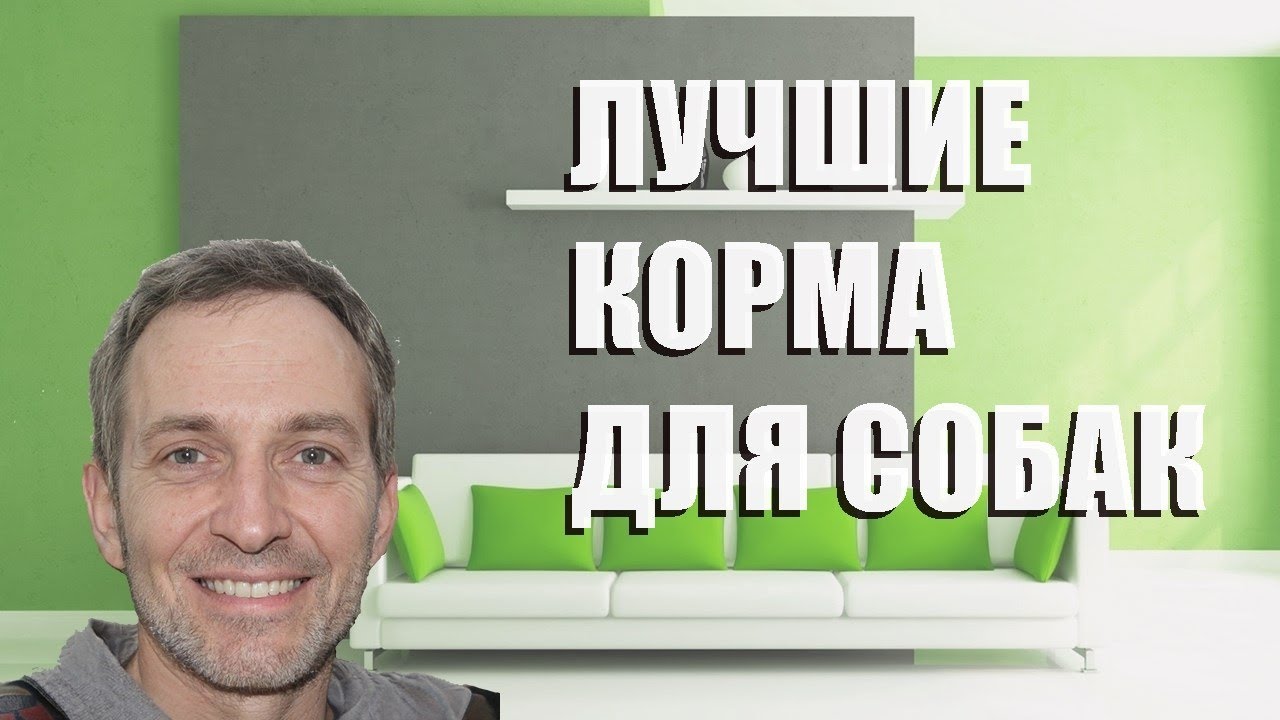 Лучшие корма для собак - рейтинг 2021 года