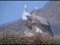 Cig�e�a com�n con pollos ( Ciconia ciconia )