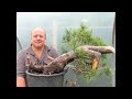 Bonsai - Uncovering the Magic within. 