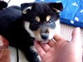 柴犬動画