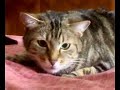 Il mio Gatto Amore è Un po\ Il mio Gatto Amore è Un po\