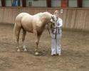 Cosmo Palomino stallion. 2005 for sale