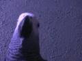 gandalf le chien.mpg