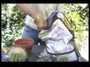 Interior & Exterior Potted Plants : Safely Potting a Barrel Cactus