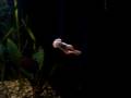 IL MIO ACQUARIO TROPICALE DOLCE DI PZ   n°3