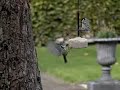 vetbol aerodynamica: ruzies, manoeuvres, bidden - 300 fps vetbol aerodynamica: ruzies, manoeuvres, bidden - 300 fps