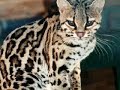 The beauty of margays