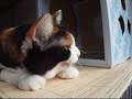 ??????- vol.7 - ???????