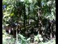 videos de Thailand: Dinosaur Fossil in North-East Thailand