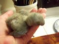 jewel-lovebird-babies.html