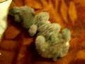 Jewel Lovebird Babies
