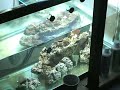 My 300 gallons reef tank equipment My 300 gallons reef tank equipment