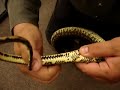 sexing a python