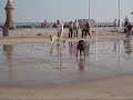 Dog attacking fountain