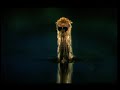 Microcosmos (trailer) Microcosmos (trailer)