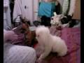 videos de my tiny toy maltipoo and his best friend my teacup smooth coat chihuahua