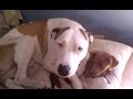 Casper the Guilty Dog