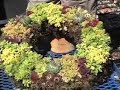 How to Make a Sedum Wreath How to Make a Sedum Wreath