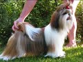 Shih tzu Gentelman From Audrey's Paradise