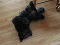 skateboard-puppy-peekapoo-skateboarding-dog.html