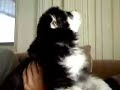 howling puppy howling puppy