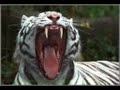 tigre sonidero   condor  san jose ca   parte 2