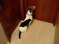 Toby opening a door