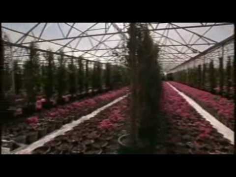 how to harvest a crop from a palm tree