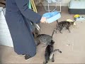 Katzenfuettern - Refezione felina Katzenfuettern - Refezione felina