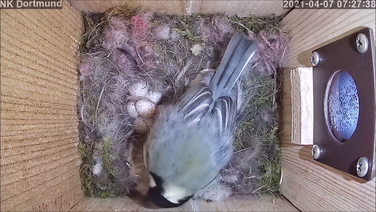 Kohli erhöht auf 6 Eier im Nest! 07.04.2021