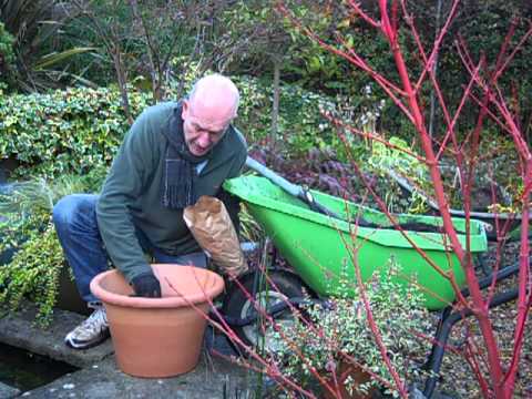 how to replant tulips from a pot