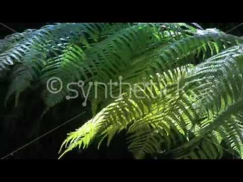 how to transplant tree ferns