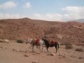 Viaggi Giordania Israele Petra Noahtours, Berton Viaggi