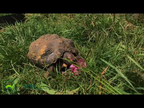 YouTube reptile video