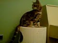 Bengal cats playing on scratch barrel Bengal cats playing on scratch barrel