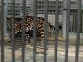 Spotted Leopard Nikolaev Zoo