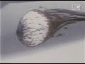 Butthole Surfers - The Hurdy Gurdy Man (Hi-Fi VideoClip 1991 Butthole Surfers - The Hurdy Gurdy Man (Hi-Fi VideoClip 1991