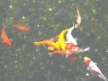 Variegated Carps Variegated Carps