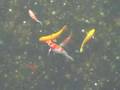 Variegated Carps