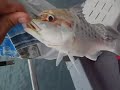 Click here to watch this video Big Baby Fish-blackboxfishtalk.blogspot.com