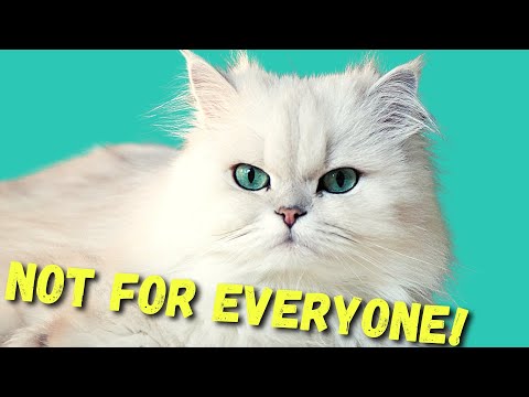DON'T Get A PERSIAN CAT before watching THIS!