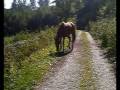 Jasmine qui vient Lorsqu'On se ballade
