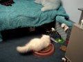 Lola My Chinchilla Persian Playing Around