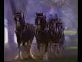 Clydesdale Horse Budweiser Commercial (1986)