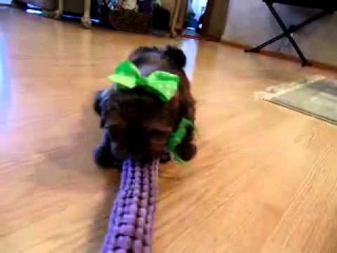 Rebekah...Darling Shorkie