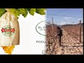 La Poda de la vid - (I) Ciclo de vida de la Uva Embolsada del Vinalopó DO