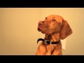BEST dog trick in the WORLD!!!!!!! - YouTube