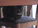 our cats