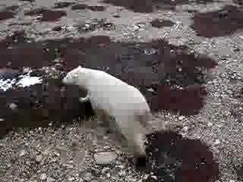 Polar Bear Hudson Bay, Canada